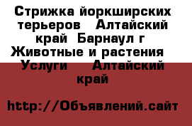 Стрижка йоркширских терьеров - Алтайский край, Барнаул г. Животные и растения » Услуги   . Алтайский край